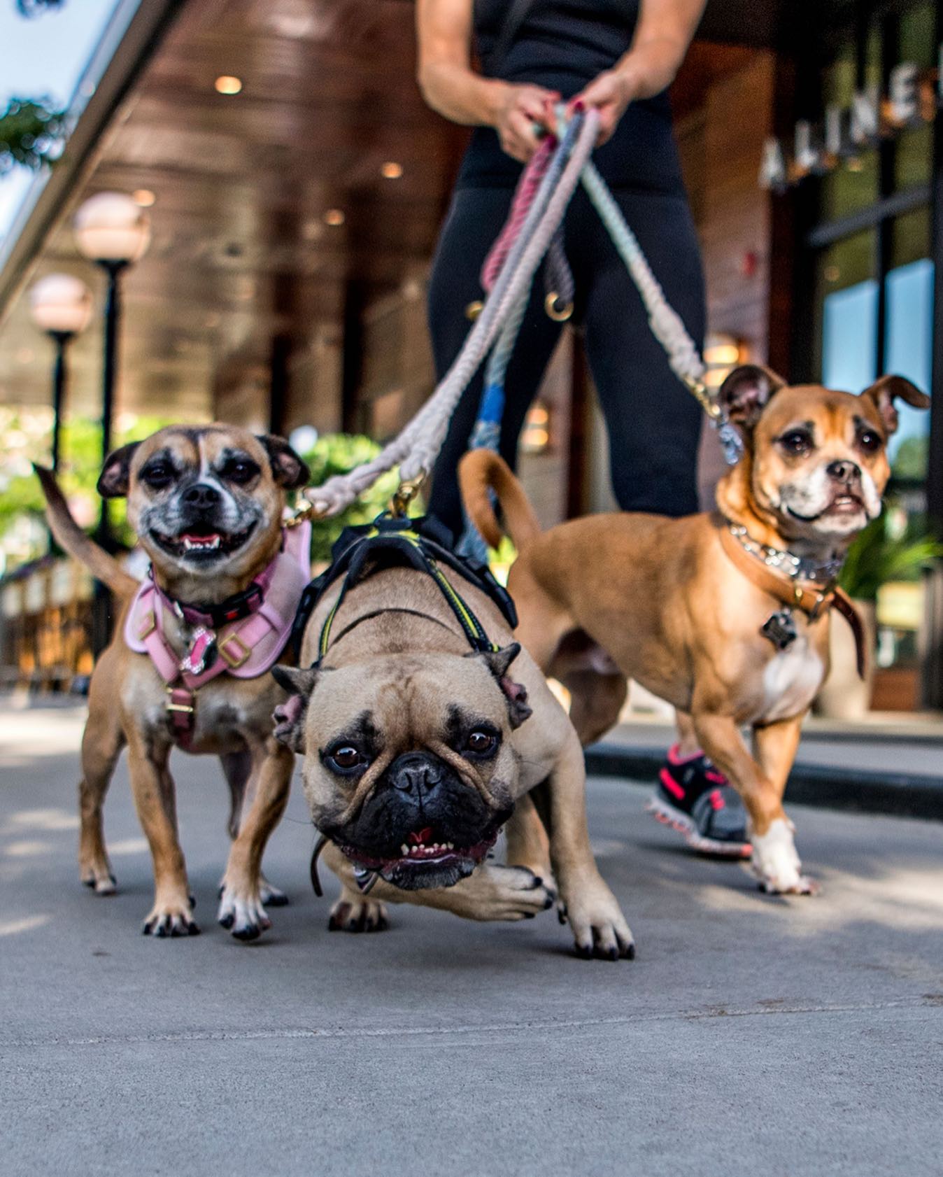 Bring your furry friend to Pets on the Plaza at @cherrycreeknorth this Saturday & Sunday 🐶❤️ Celebrate the dog days of summer and support the @dumbfriendsleague and at Denver’s newest pet-friendly event with live music, costume contests, local pet products, and more!
.
.
.
#denverdogs #cherrycreeknorth #5280dogs #denverpets #thingstodoindenver #petsofinstagram